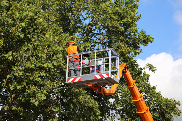 Reliable Exmore, VA Tree Removal Solutions