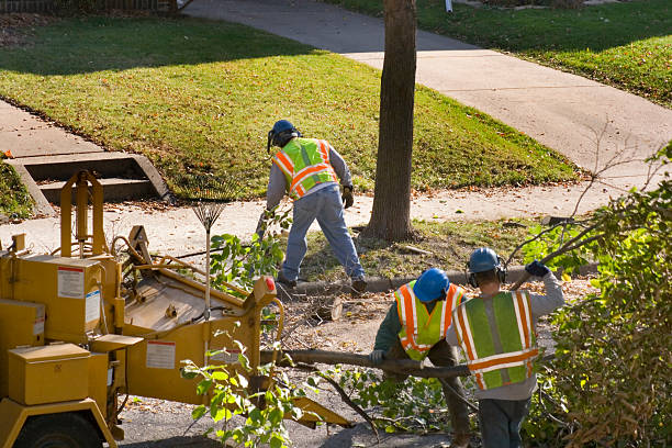 How Our Tree Care Process Works  in  Exmore, VA